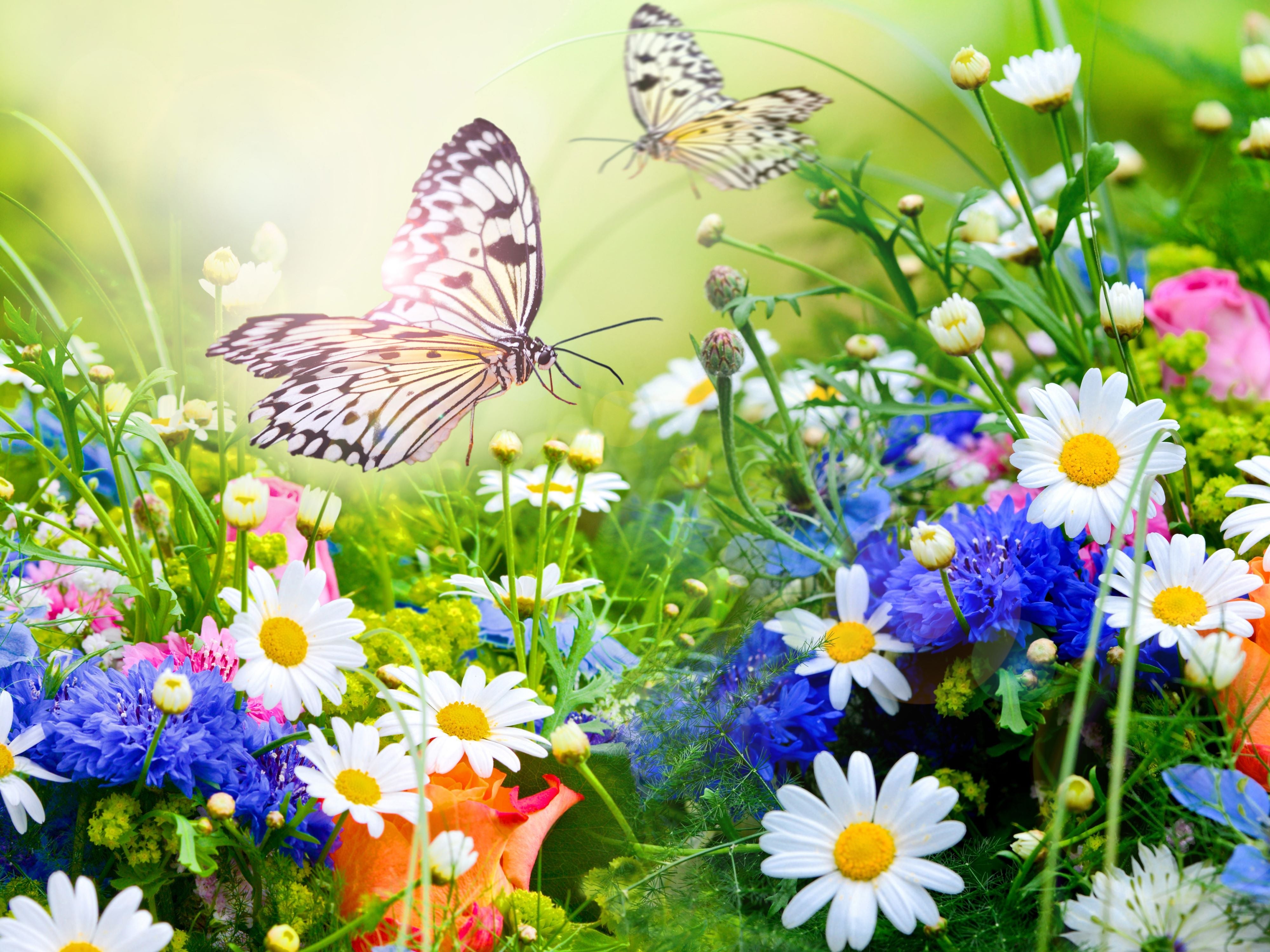 Papillon et Fleurs
