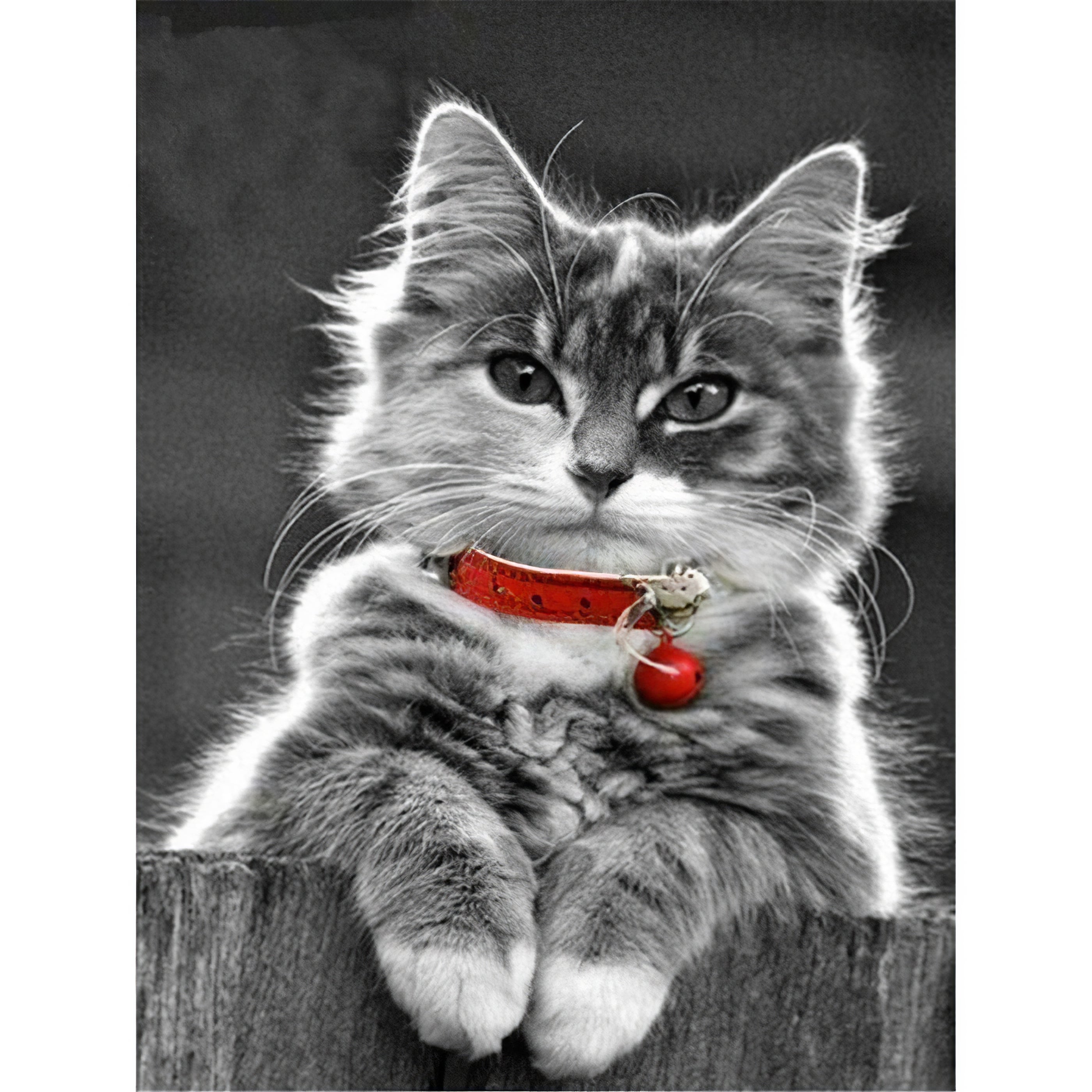 Un chat orné d'un collier rouge dans cette broderie diamant. Chat avec médaillon rouge - j'adore la broderie diamant