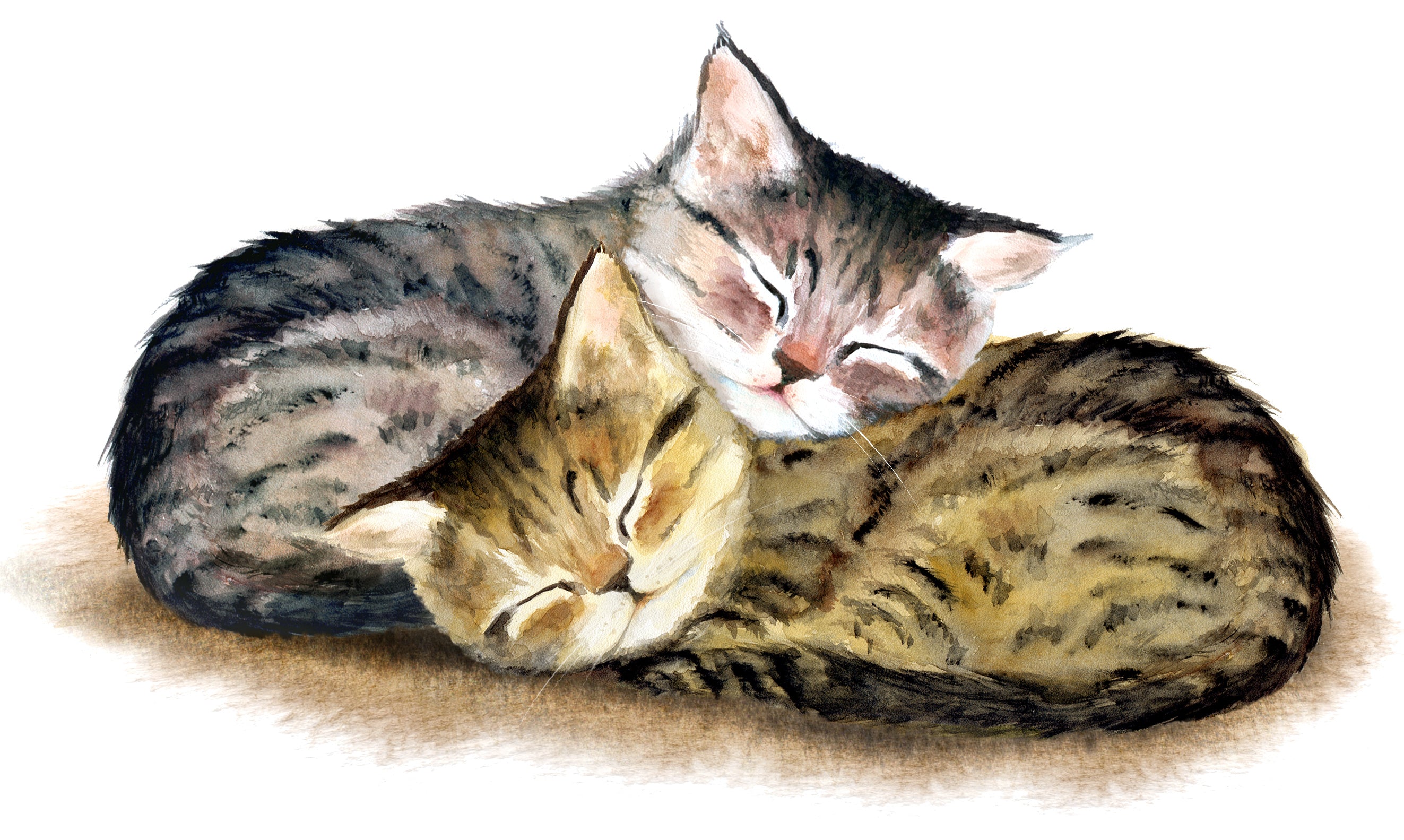 Deux mignons chatons tabby endormis.