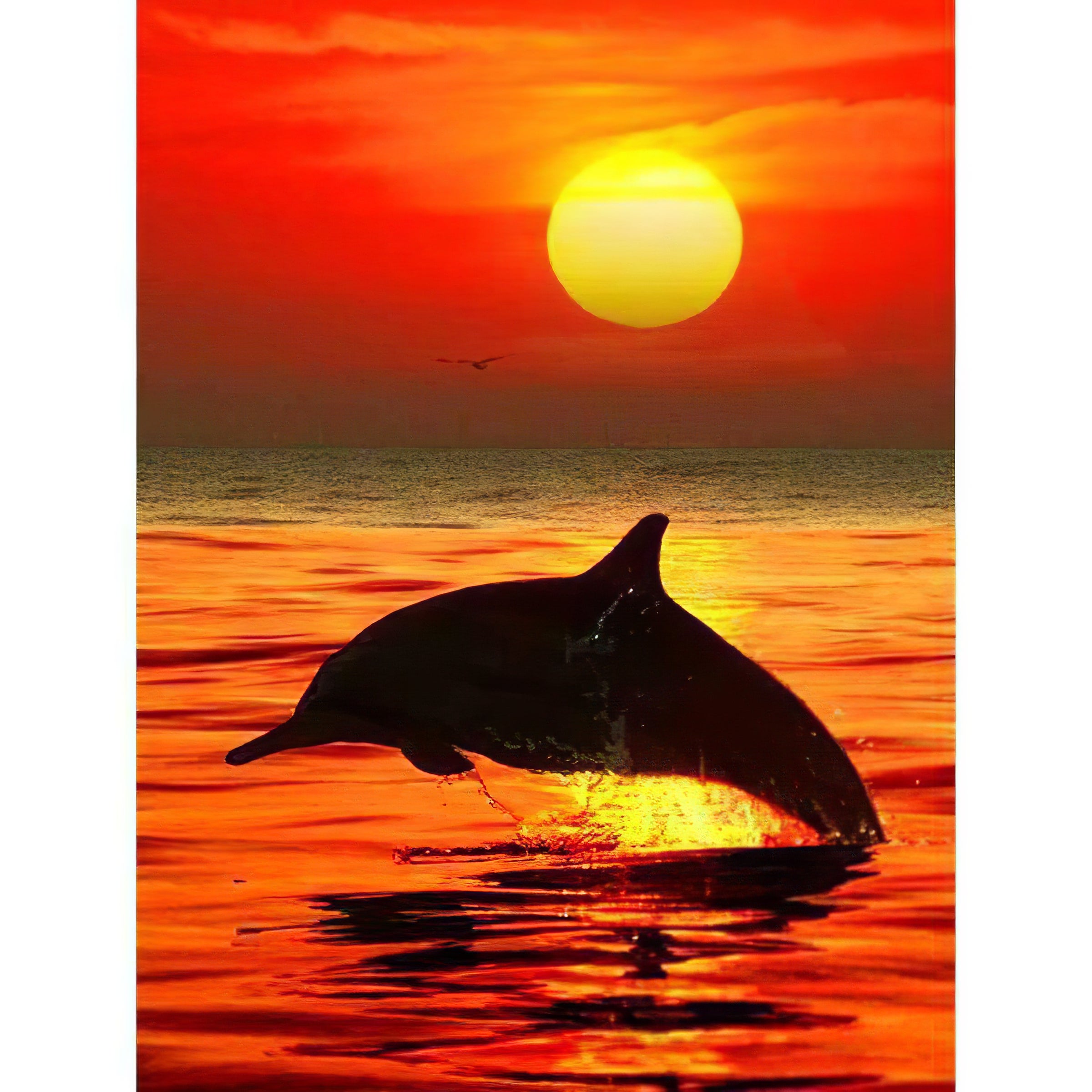 Delphine au coucher du soleil