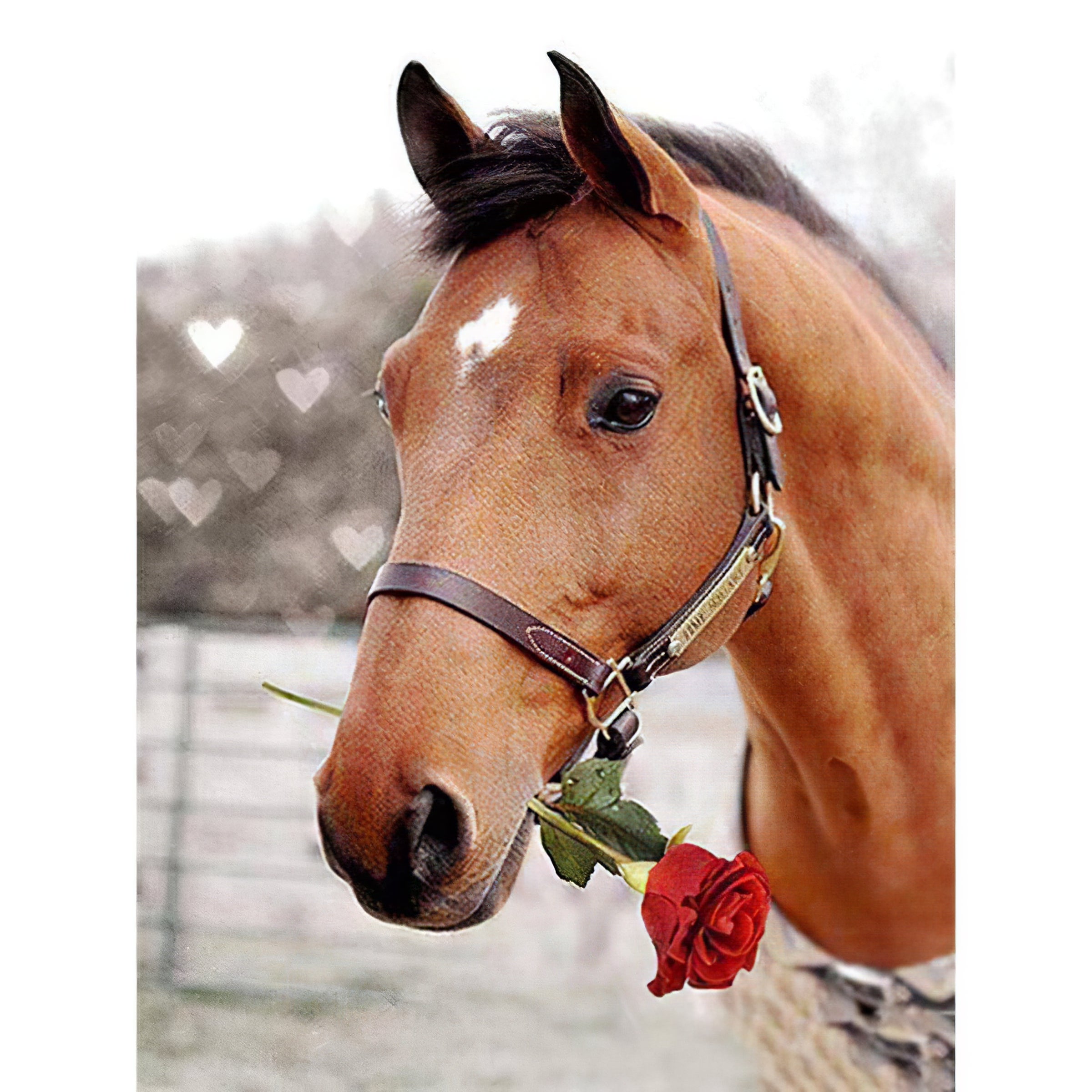 Le cheval ramasse la rose avec sa bouche