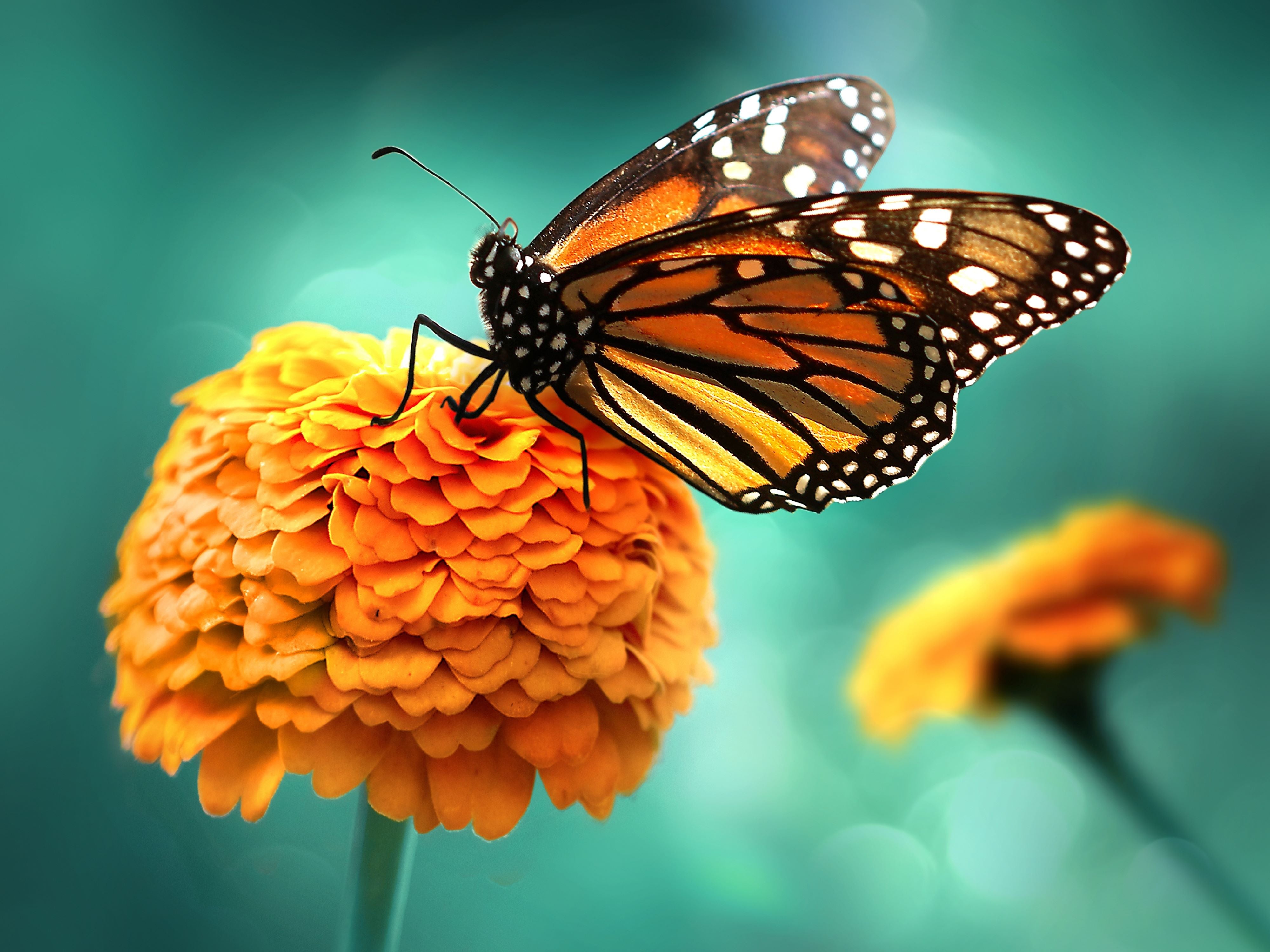 Papillons décoratifs sur plumes en fil orange jaune 7×11cm  12pcs-16047