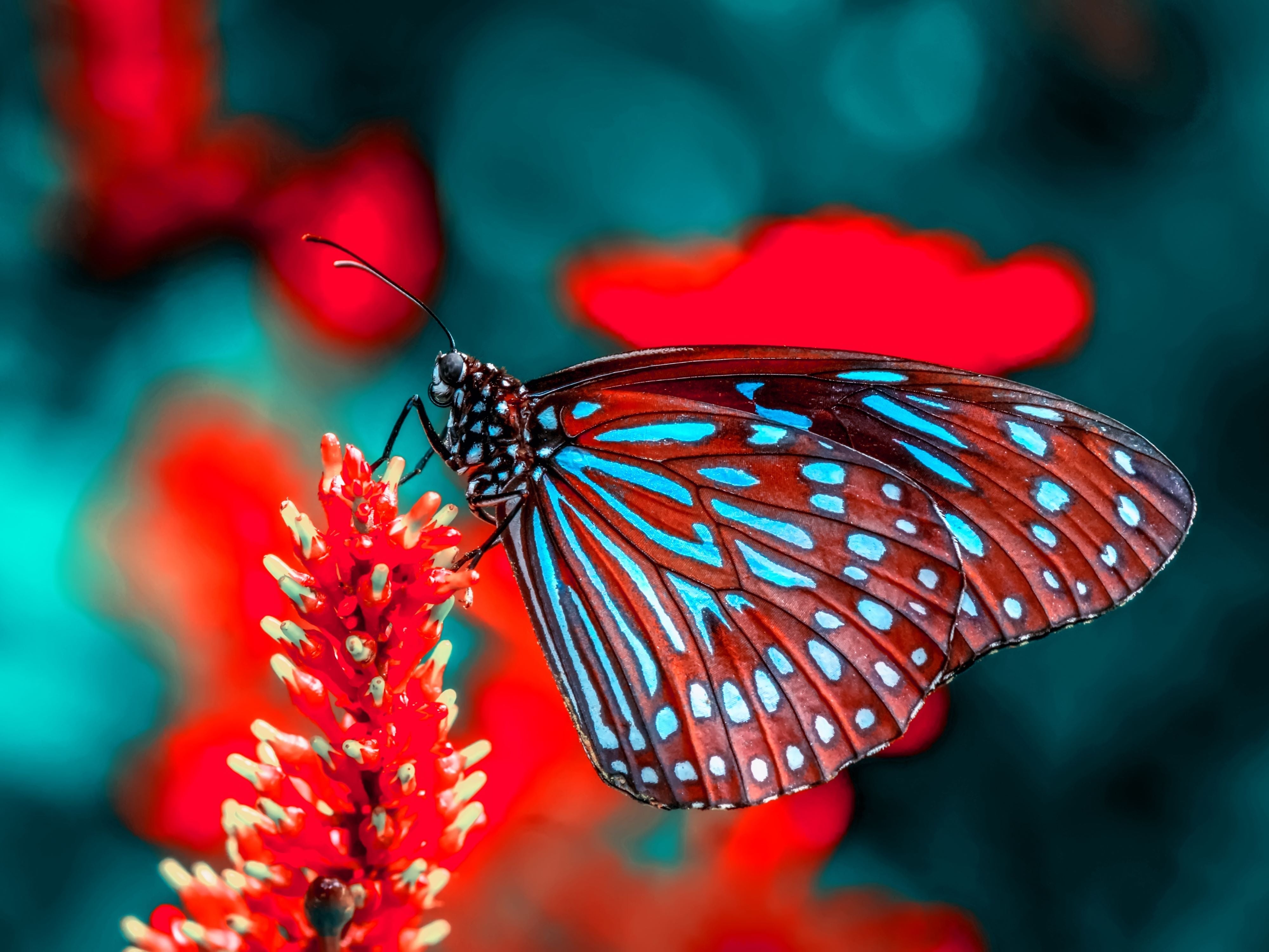 Montre une symbiose harmonieuse entre les êtres vivants dans la nature dans cette broderie diamant. Joli Papillon Rouge et Cyan - j'adore la broderie diamant