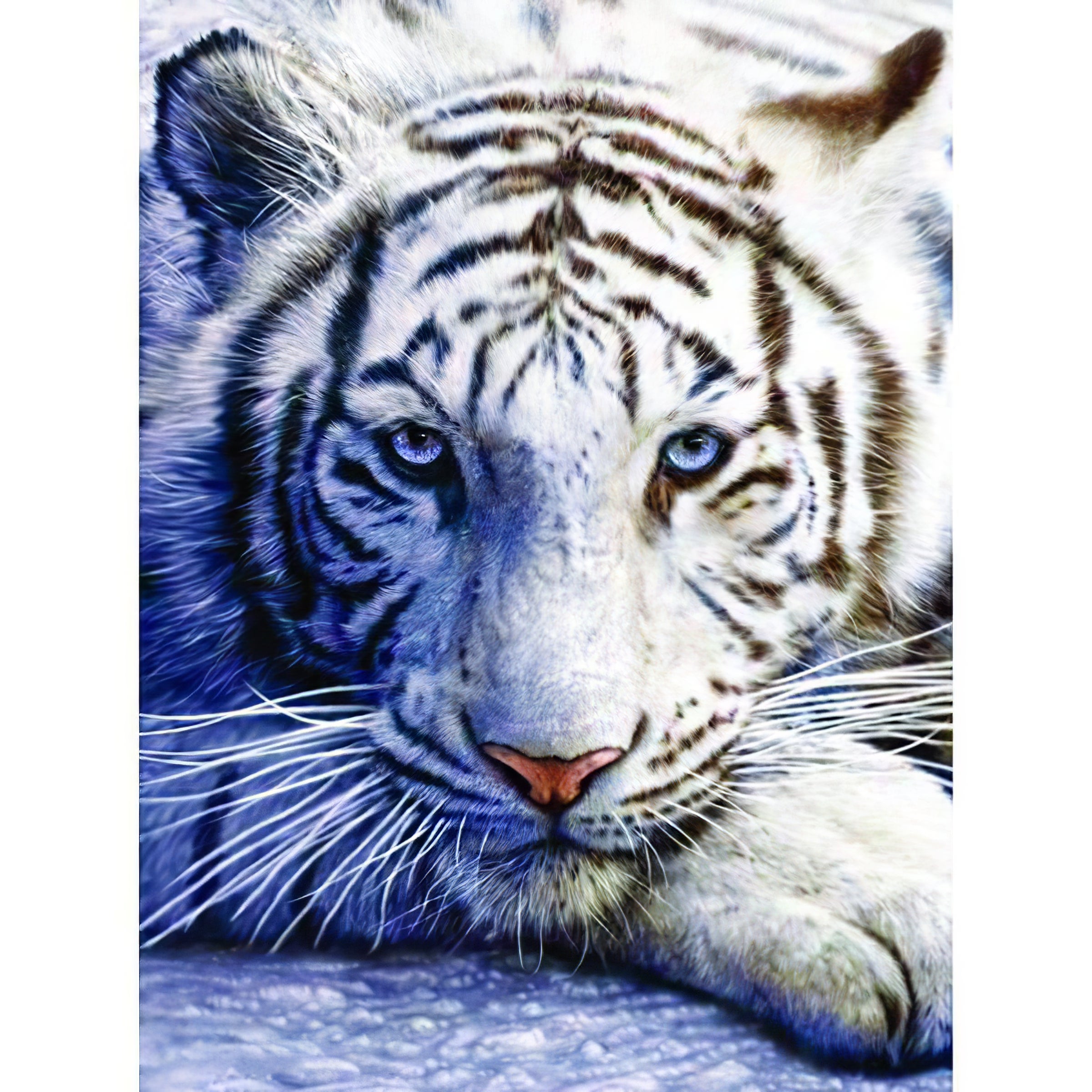 Un tigre blanc