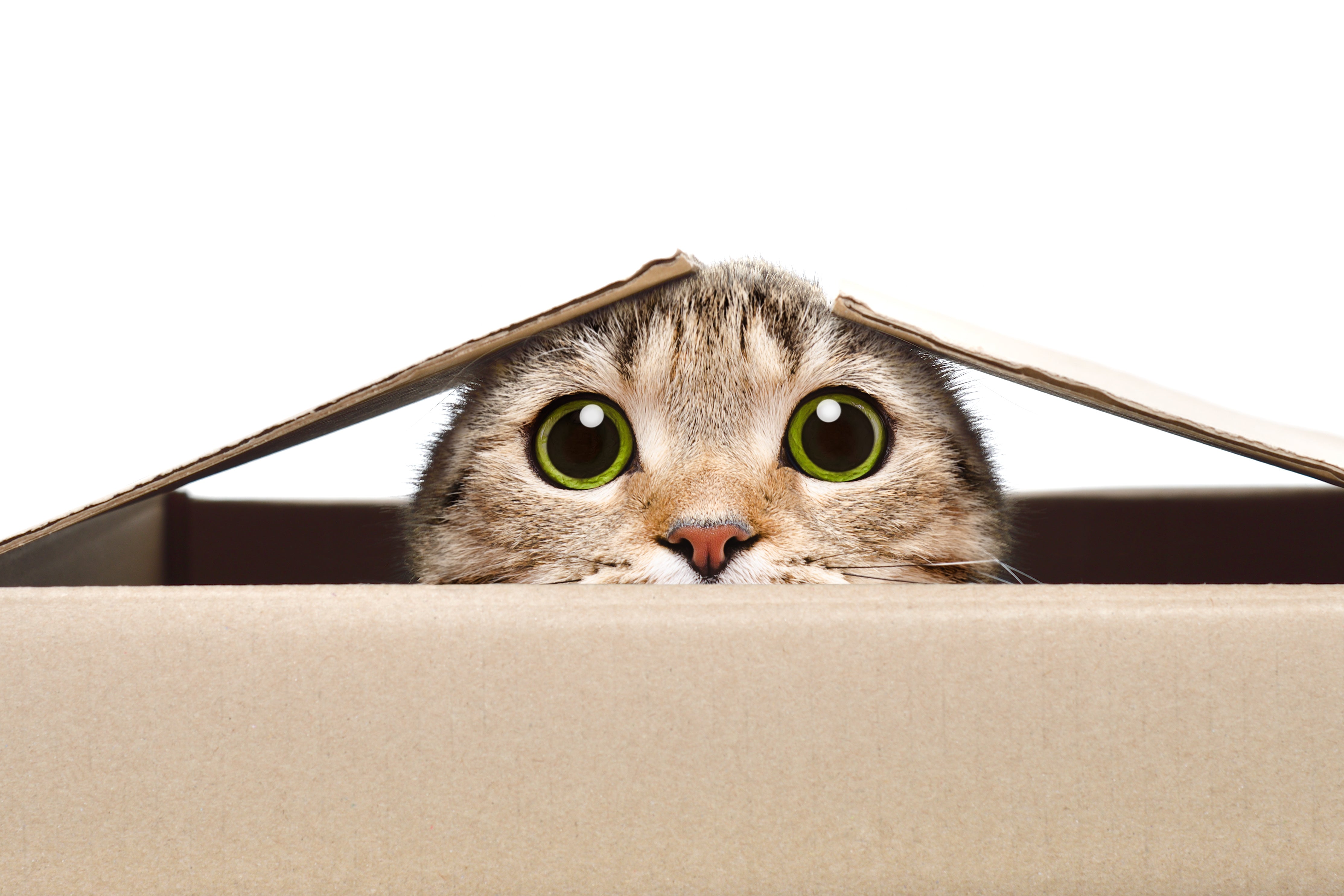 Portrait d'un chat drôle regardant hors de la boîte.
