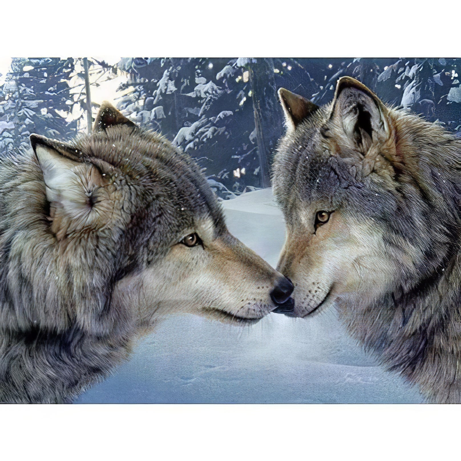 Couple de Loups Amoureux